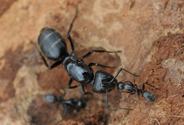 Femmina fondatrice di Camponotus vagus con le prime operaie